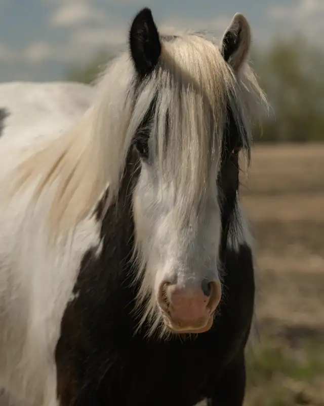 2024 registered gypsy vanner gelding - Photo 4