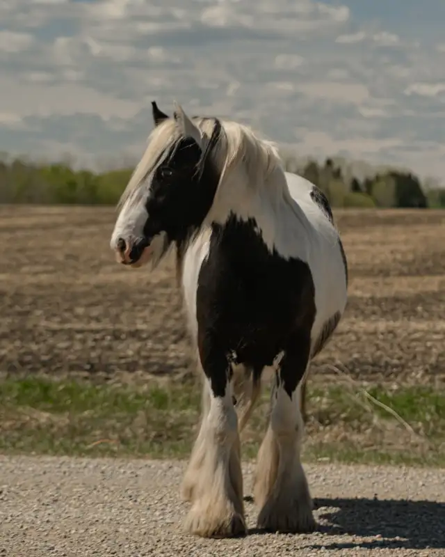 2024 registered gypsy vanner gelding - Photo 5