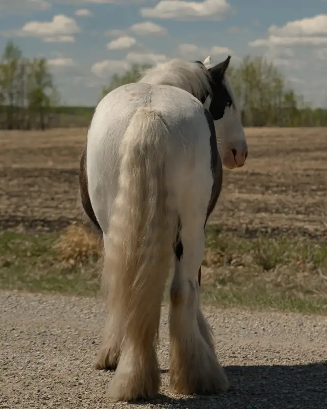 2024 registered gypsy vanner gelding - Photo 6