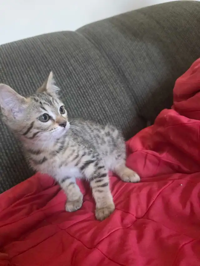 Chatons Bengal Mix à vendre ! Magnifiques - Photo 2