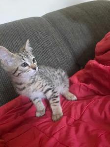 Chatons Bengal Mix à vendre ! Magnifiques - Photo 2