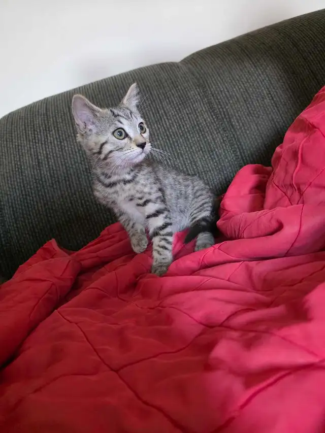 Chatons Bengal Mix à vendre ! Magnifiques - Photo 3