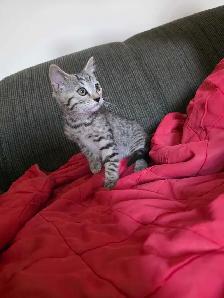 Chatons Bengal Mix à vendre ! Magnifiques - Photo 3