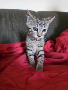 Chatons Bengal Mix à vendre ! Magnifiques - Photo 4