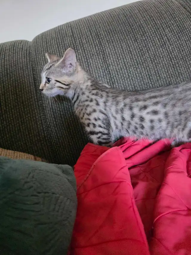 Chatons Bengal Mix à vendre ! Magnifiques - Photo 5