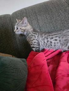 Chatons Bengal Mix à vendre ! Magnifiques - Photo 5