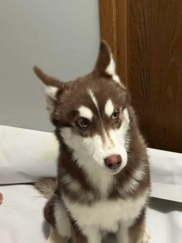 6Month Husky Puppies!