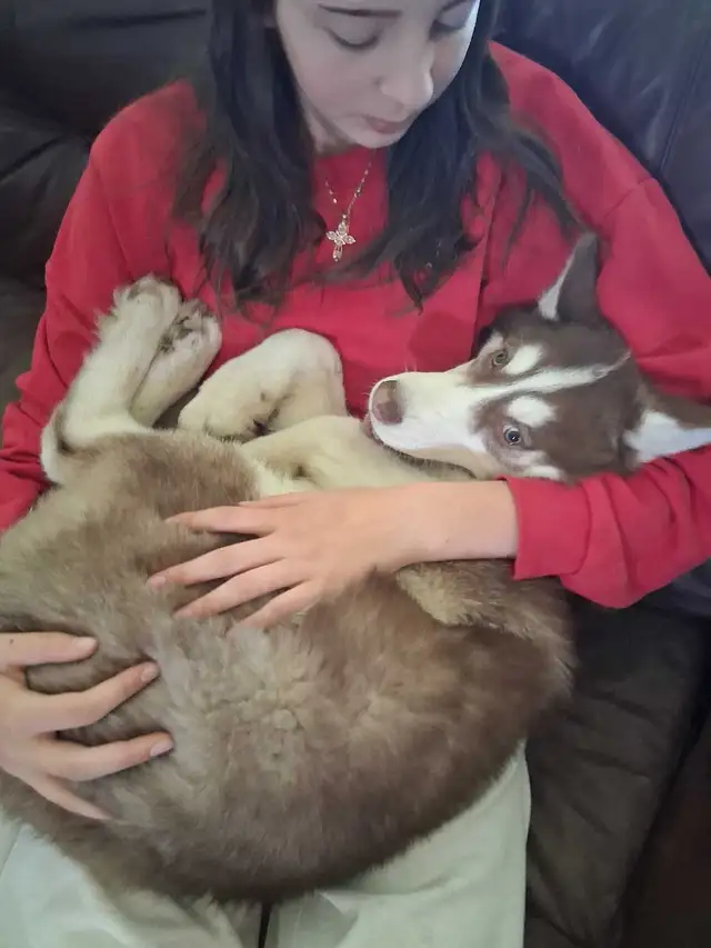 6Month Husky Puppies! - Photo 2