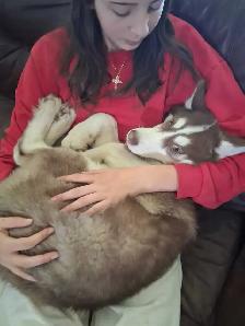 6Month Husky Puppies! - Photo 2