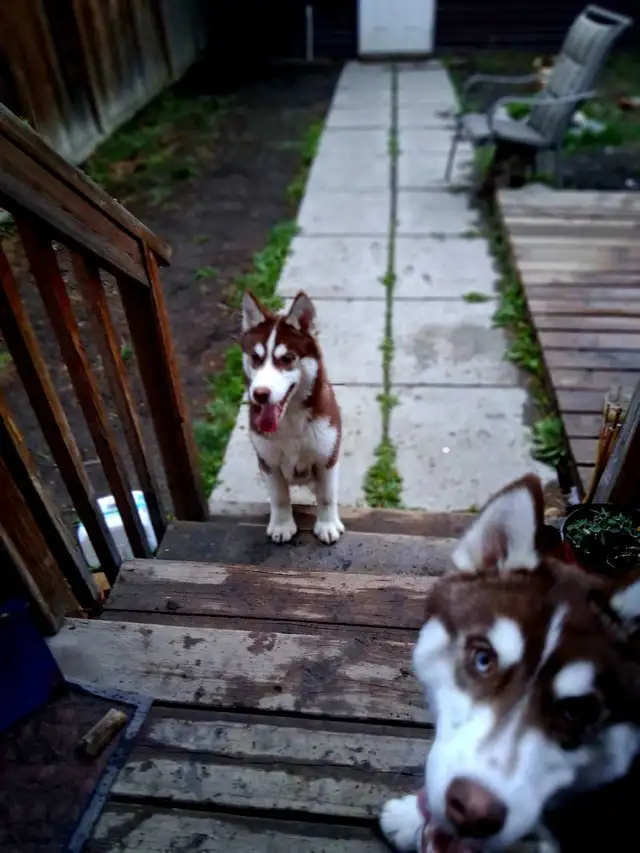6Month Husky Puppies! - Photo 3