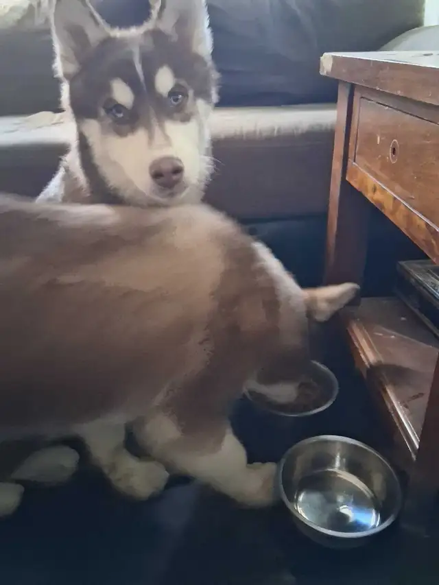 6Month Husky Puppies! - Photo 4