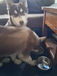 6Month Husky Puppies! - Photo 4