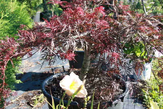 Cedars, boxwoods, yews, Japanese Maples Trees and more - Photo 9