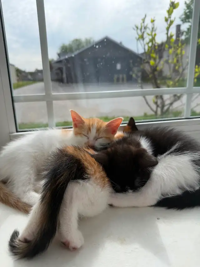 FREE KITTIES