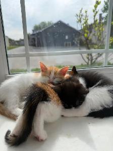 FREE KITTIES