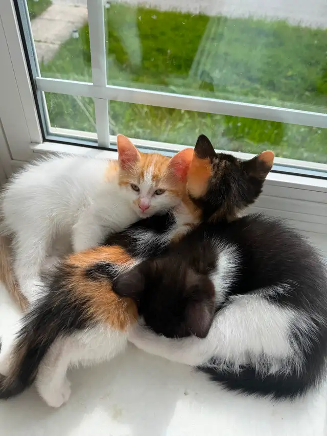 FREE KITTIES - Photo 2