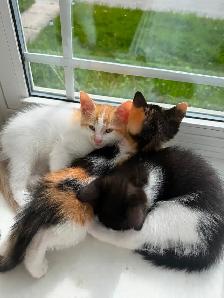 FREE KITTIES - Photo 2