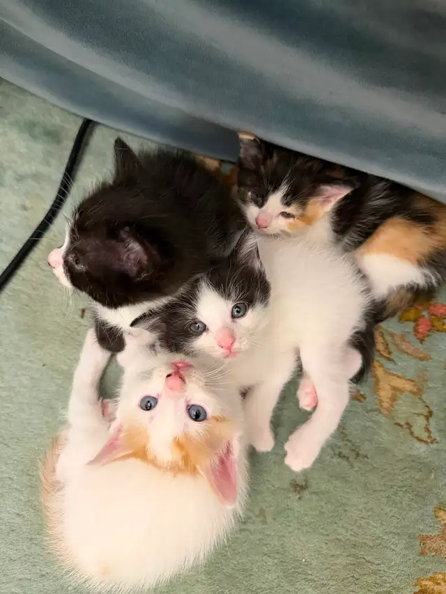 FREE KITTIES - Photo 3