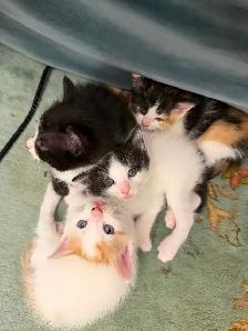 FREE KITTIES - Photo 3