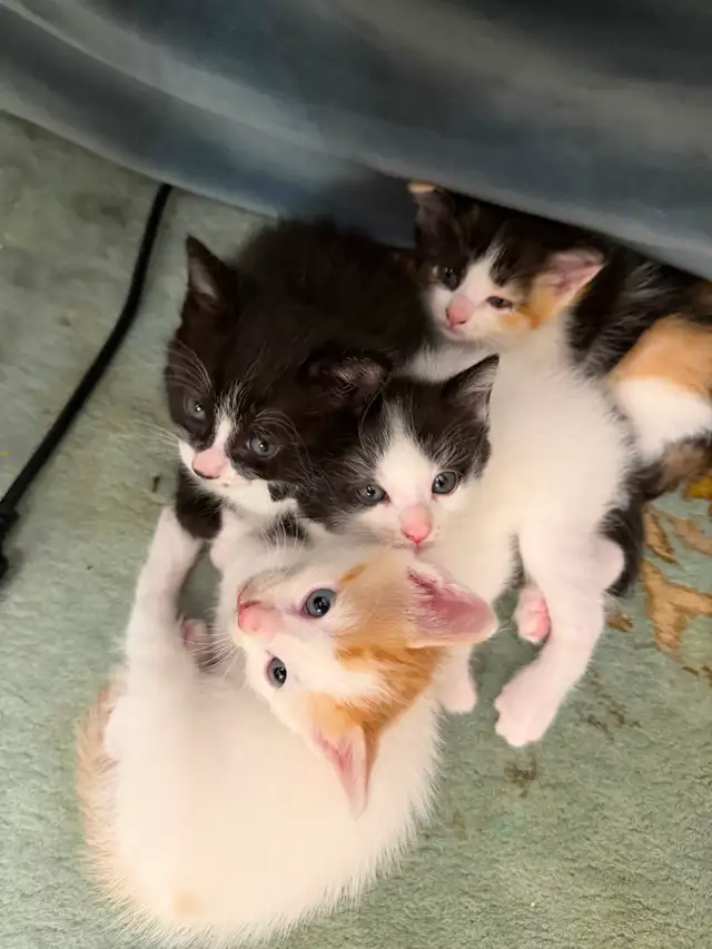 FREE KITTIES - Photo 4