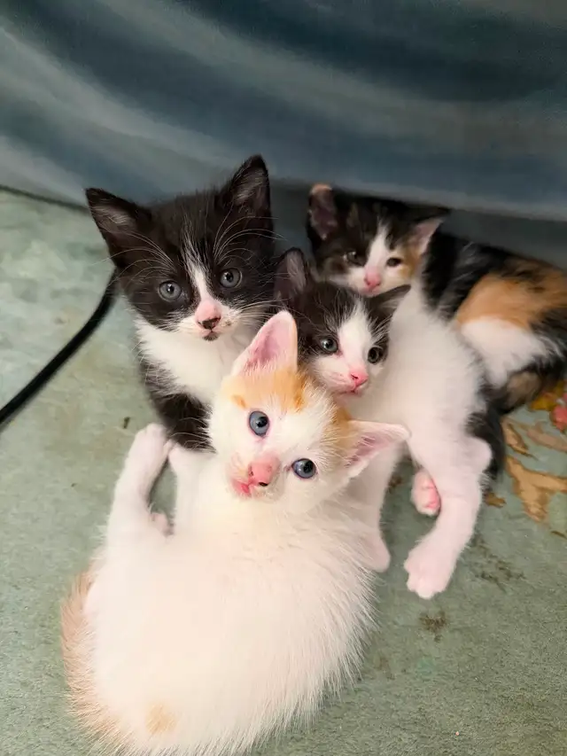 FREE KITTIES - Photo 5