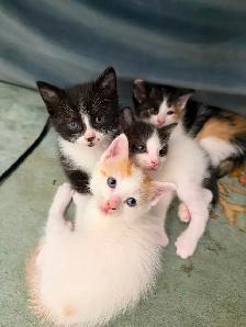 FREE KITTIES - Photo 5