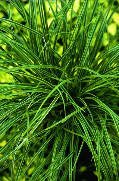 Buy Plants and Mulch Direct! - Photo 7