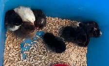 COPPER MARAN MIX CHICKS
