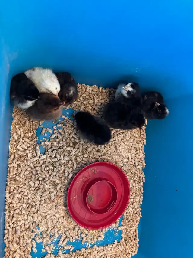 COPPER MARAN MIX CHICKS - Photo 2