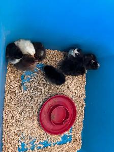 COPPER MARAN MIX CHICKS - Photo 2