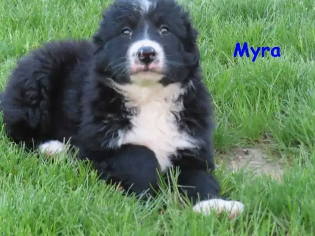 border collie mix.
