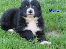 border collie mix.