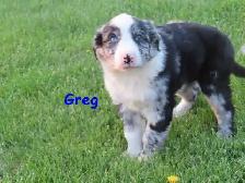 border collie mix. - Photo 2