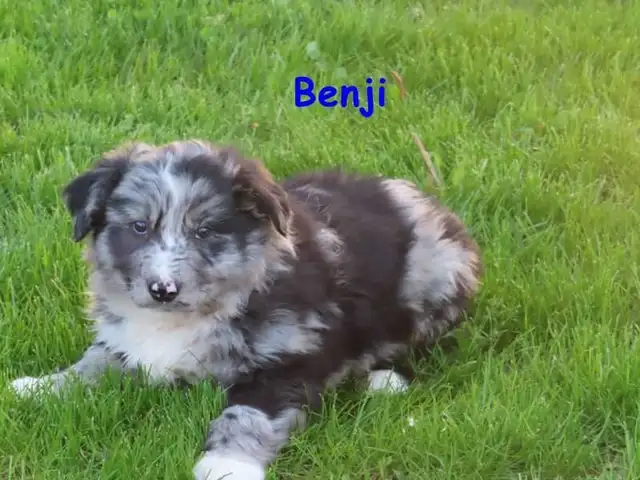 border collie mix. - Photo 3