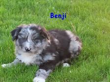 border collie mix. - Photo 3