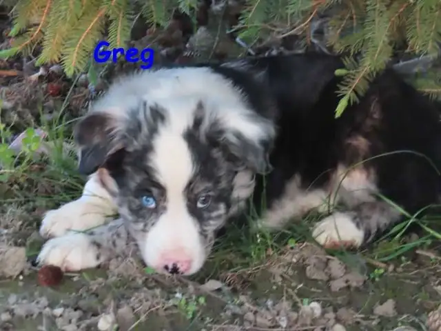 border collie mix. - Photo 4