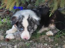 border collie mix. - Photo 4