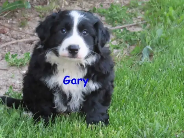 border collie mix. - Photo 5