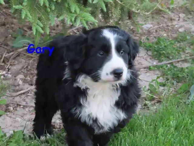 border collie mix. - Photo 6