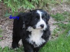 border collie mix. - Photo 6
