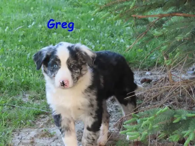 border collie mix. - Photo 7