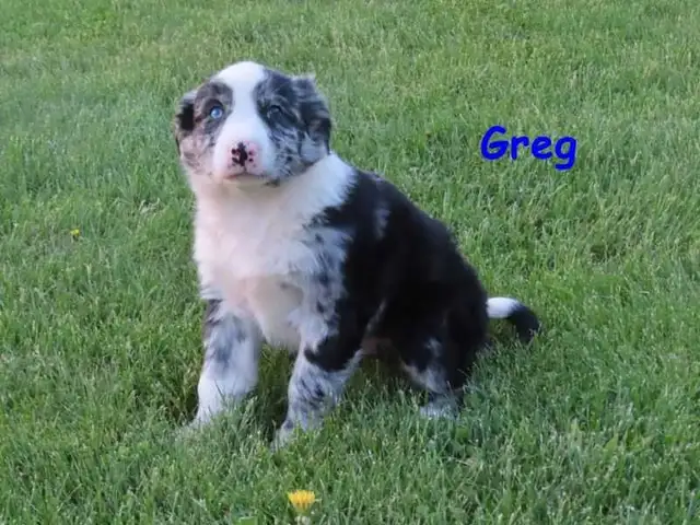 border collie mix. - Photo 8