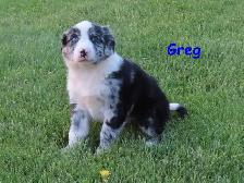 border collie mix. - Photo 8