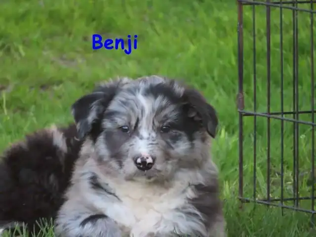 border collie mix. - Photo 9