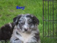border collie mix. - Photo 9