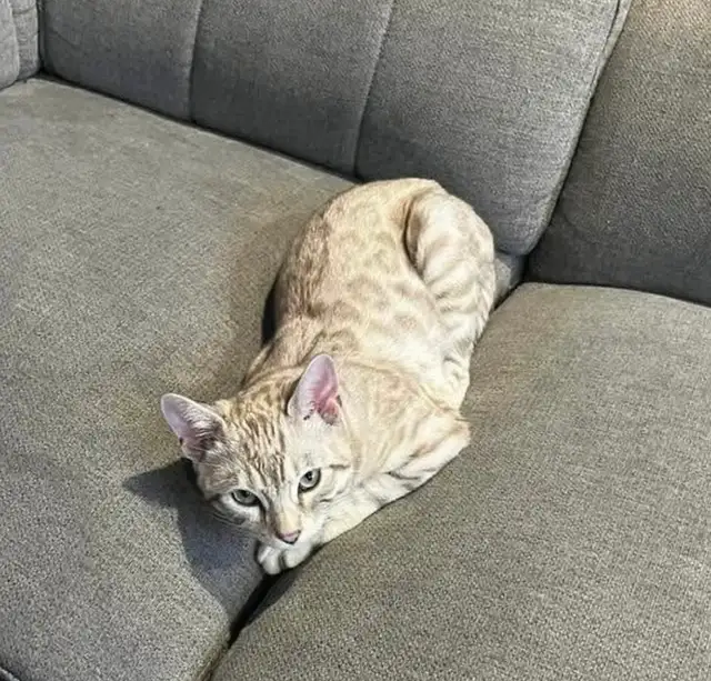 chat mâle bengal