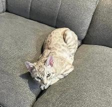 chat mâle bengal