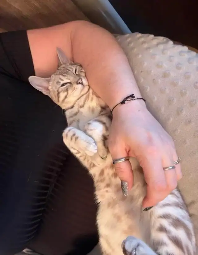 chat mâle bengal - Photo 2