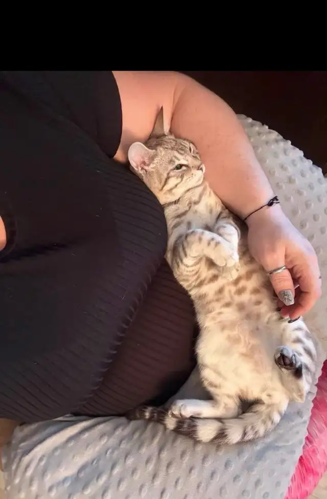 chat mâle bengal - Photo 3