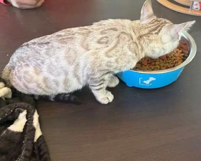 chat mâle bengal - Photo 5
